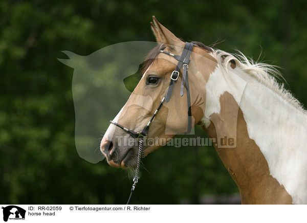 Araberpaint Portrait / horse head / RR-02059