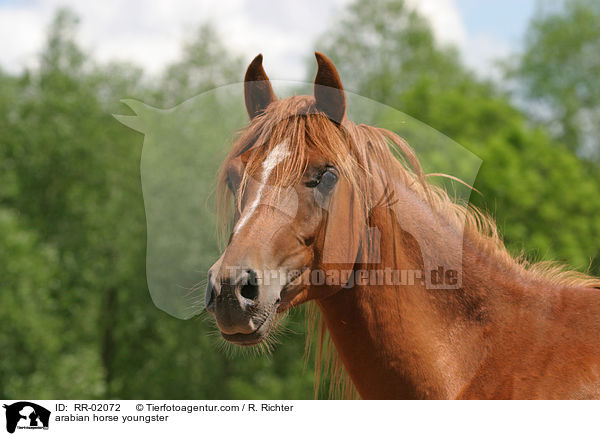 Araber Portrait / arabian horse youngster / RR-02072