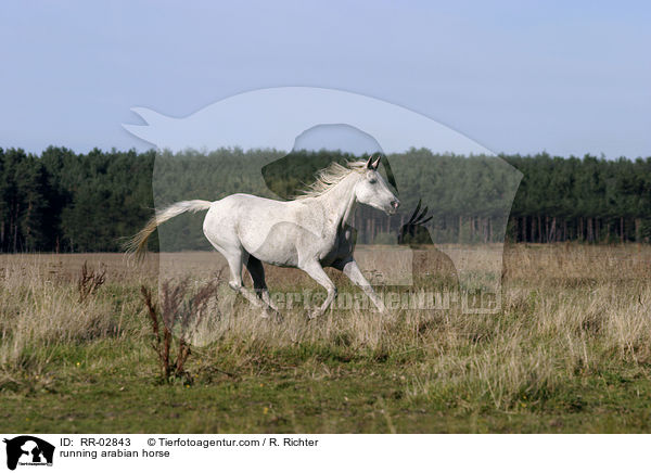 Araber im Galopp / running arabian horse / RR-02843