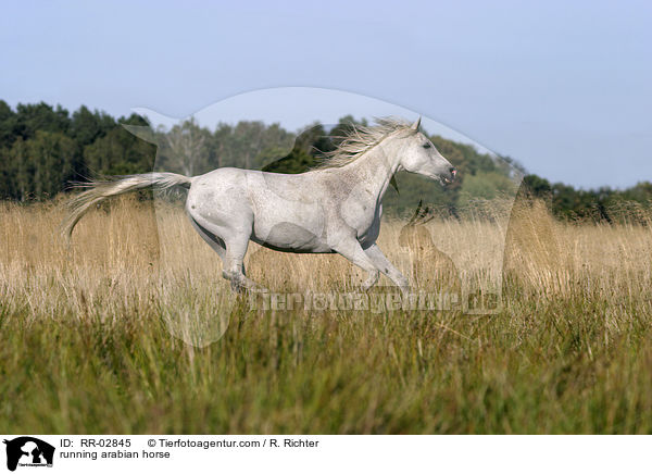 Araber im Galopp / running arabian horse / RR-02845