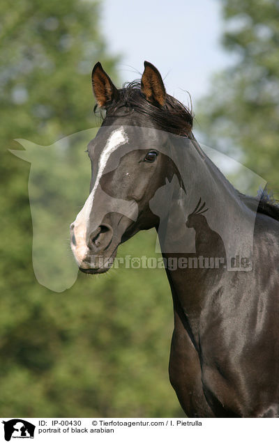 portrait of black arabian / IP-00430