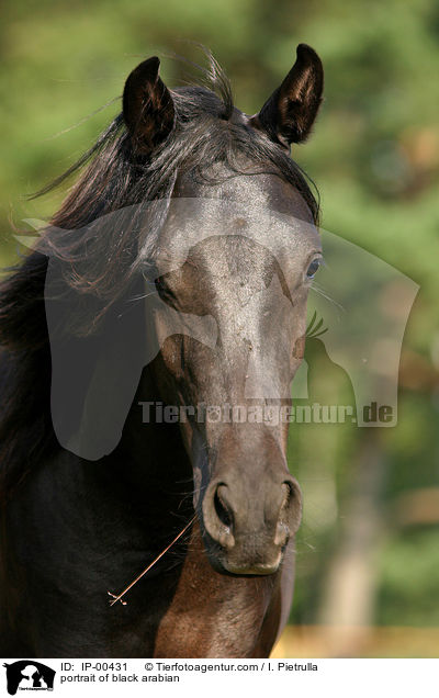 Portrait eines schwarzen Araber / portrait of black arabian / IP-00431