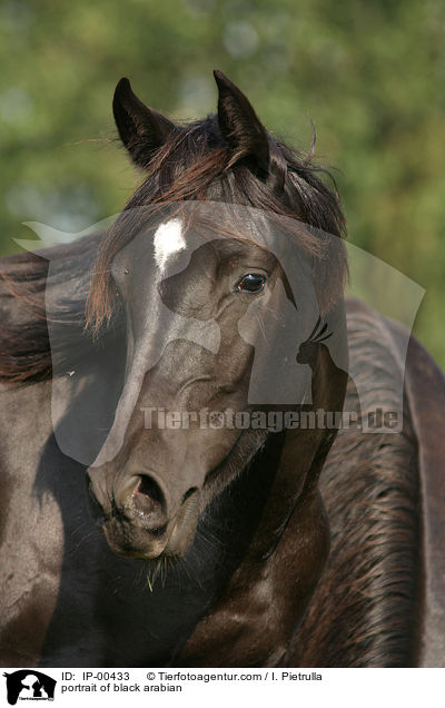 Portrait eines schwarzen Araber / portrait of black arabian / IP-00433