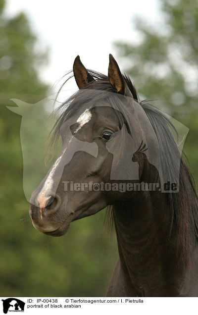 Portrait eines schwarzen Araber / portrait of black arabian / IP-00438