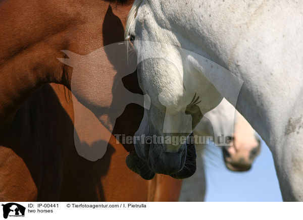 Pferde bei der Begrung / two horses / IP-00441