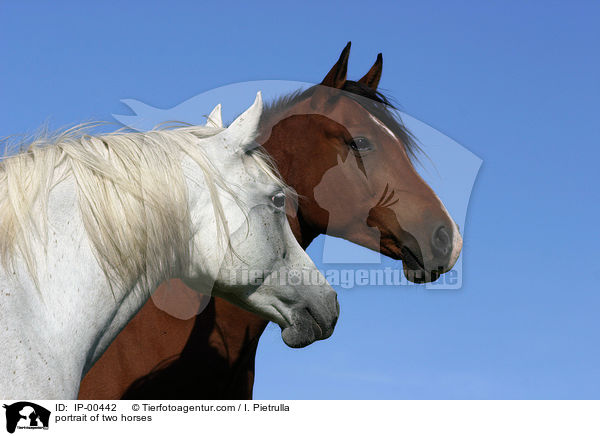 Zwei Pferde im Portrait / portrait of two horses / IP-00442