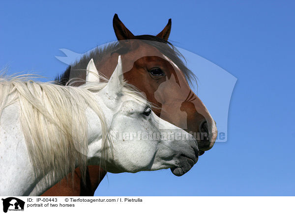 Zwei Pferde im Portrait / portrait of two horses / IP-00443