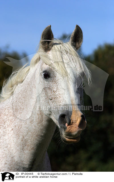 weier Araber im Portrait / portrait of a white arabian horse / IP-00445