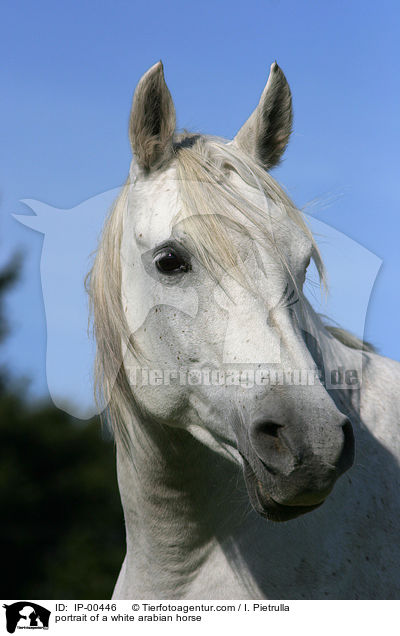 weier Araber im Portrait / portrait of a white arabian horse / IP-00446