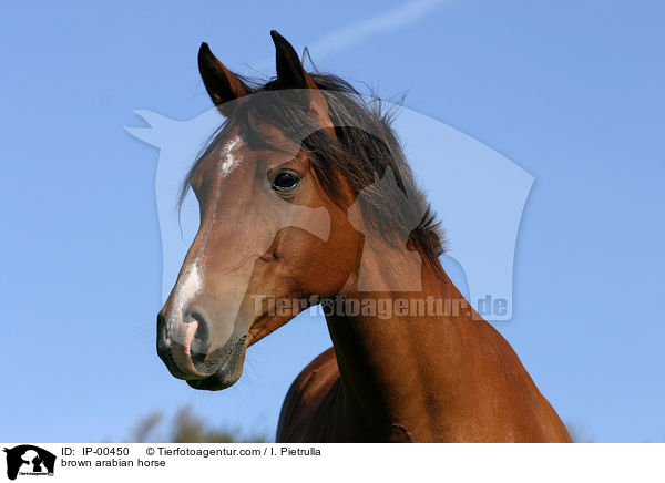brauner Araber im Portrait / brown arabian horse / IP-00450