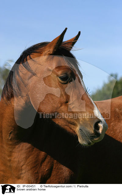 brauner Araber im Portrait / brown arabian horse / IP-00451