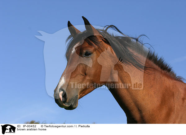 brauner Araber im Portrait / brown arabian horse / IP-00452