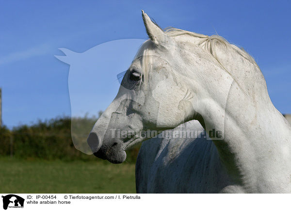 weier Araber im Porrait / white arabian horse / IP-00454