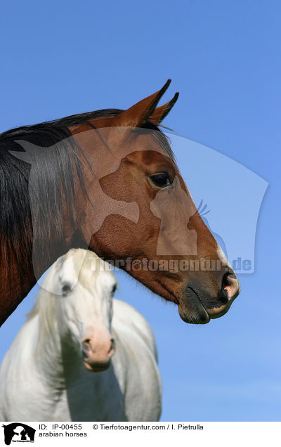 Araber auf der Koppel / arabian horses / IP-00455