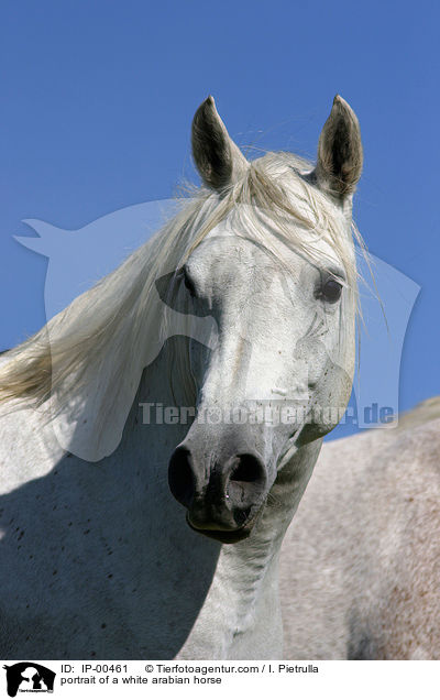 weier Araber im Portrait / portrait of a white arabian horse / IP-00461