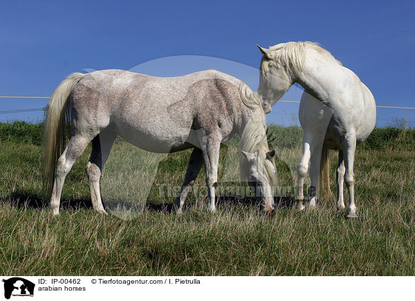 Araber auf der Koppel / arabian horses / IP-00462