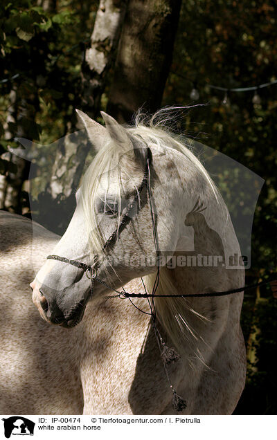 weier Araber im Portrait / white arabian horse / IP-00474