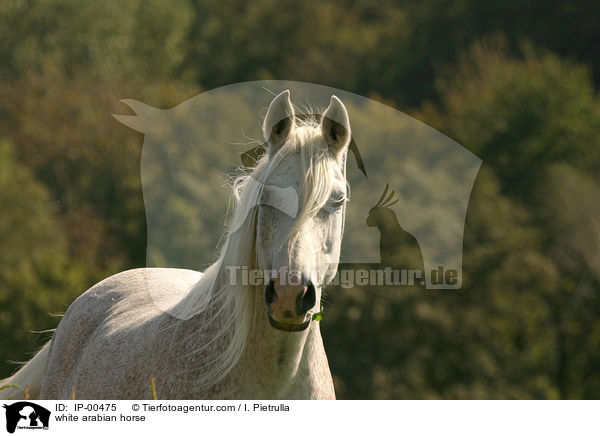 weier Araber im Portrait / white arabian horse / IP-00475