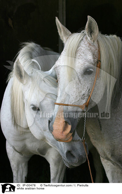 weier Araber im Portrait / white arabian horse / IP-00478