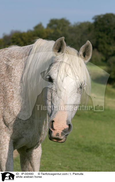 weier Araber im Portrait / white arabian horse / IP-00480