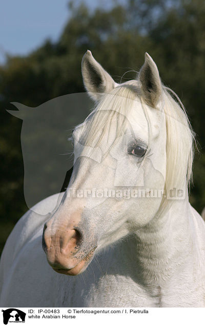 weier Araber im Portrait / white Arabian Horse / IP-00483