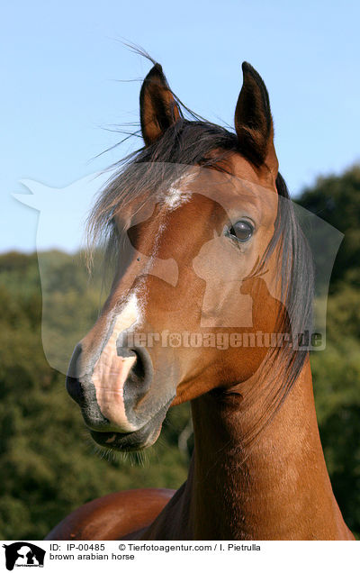 brauner Araber im Portrait / brown arabian horse / IP-00485
