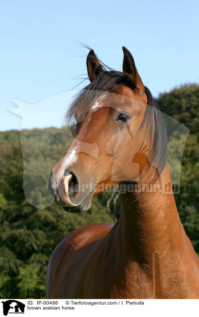 brauner Araber im Portrait / brown arabian horse / IP-00486