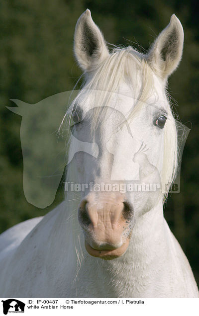 weier Araber im Portrait / white Arabian Horse / IP-00487