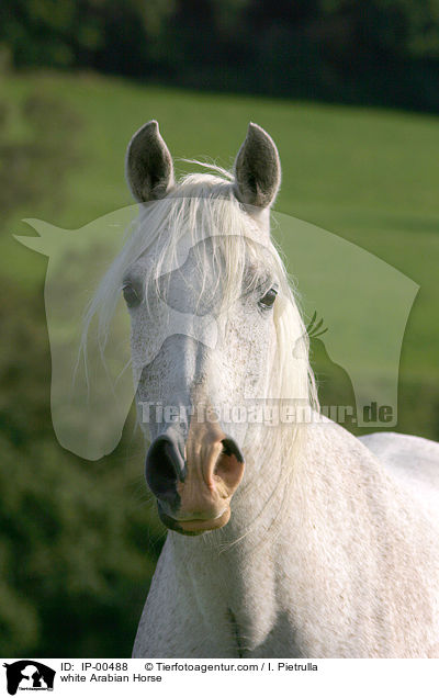 weier Araber im Portrait / white Arabian Horse / IP-00488