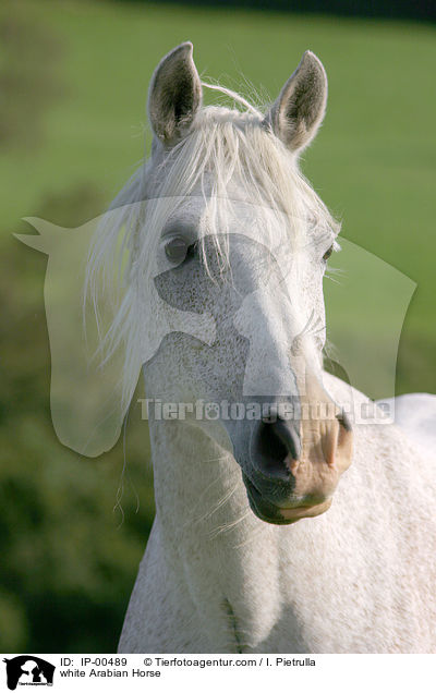 weier Araber im Portrait / white Arabian Horse / IP-00489