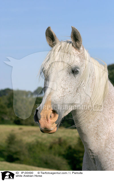 weier Araber im Portrait / white Arabian Horse / IP-00490