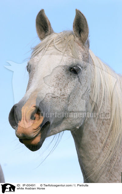 weier Araber im Portrait / white Arabian Horse / IP-00491