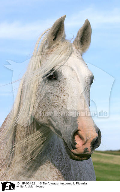 weier Araber im Portrait / white Arabian Horse / IP-00492
