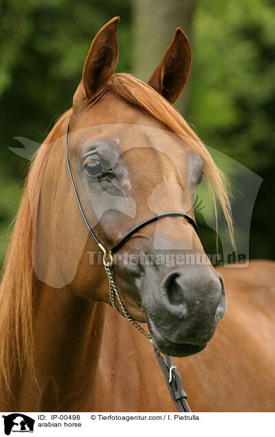 Portrait eines Arabers / arabian horse / IP-00498
