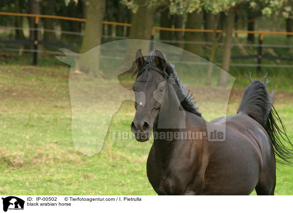 schwarzer Araber / black arabian horse / IP-00502