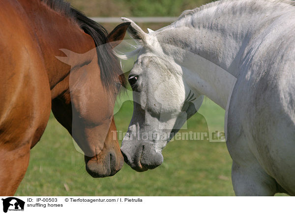 Pferde beschnuppern sich / snuffling horses / IP-00503