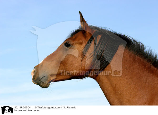 Araber im Profil / brown arabian horse / IP-00504