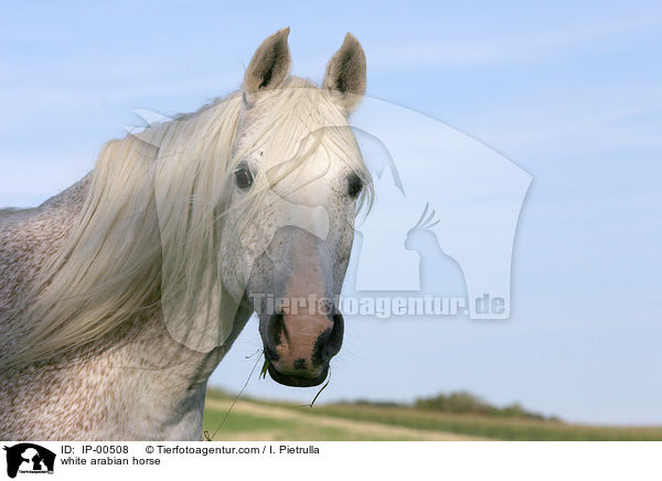 Portrait eines weien Arabers / white arabian horse / IP-00508