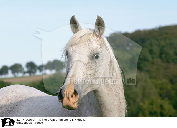 Portrait eines weien Arabers / white arabian horse / IP-00509