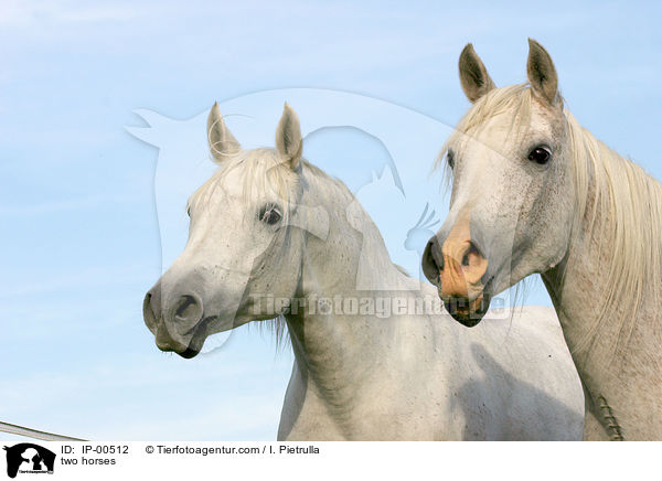 2 Pferde / two horses / IP-00512