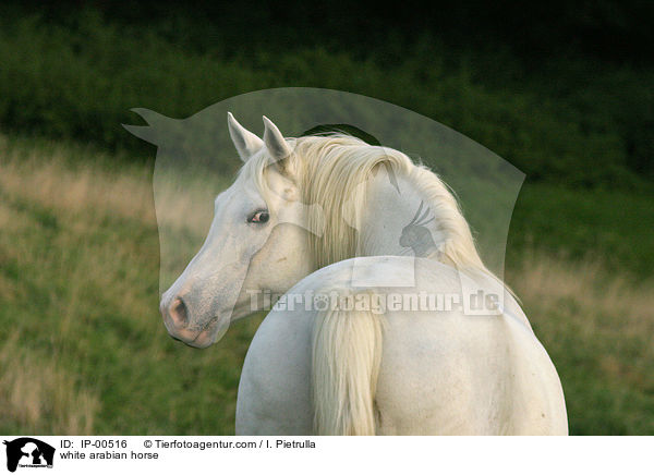 Portrait eines weien Arabers / white arabian horse / IP-00516