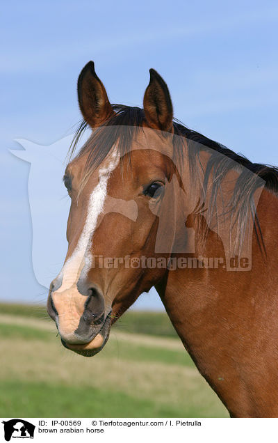 brauner Araber im Portrait / brown arabian horse / IP-00569