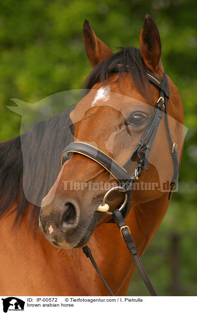 Portrait eines Arabers / brown arabian horse / IP-00572