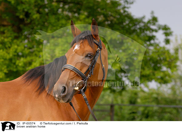 Portrait eines Arabers / brown arabian horse / IP-00574
