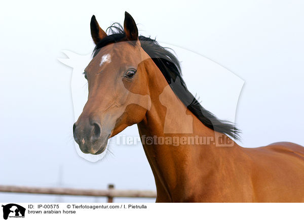 Portrait eines Arabers / brown arabian horse / IP-00575