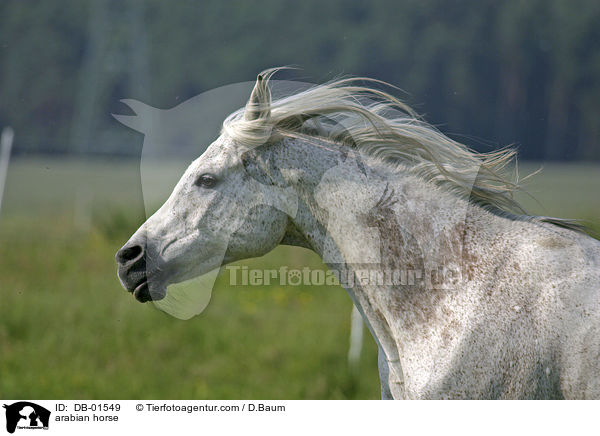 Araber / arabian horse / DB-01549