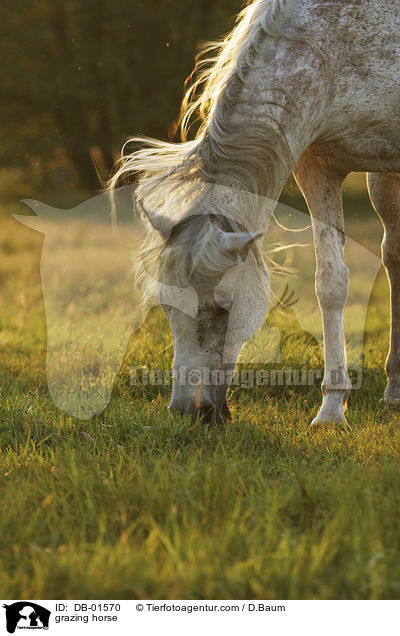 grasendes Pferd / grazing horse / DB-01570
