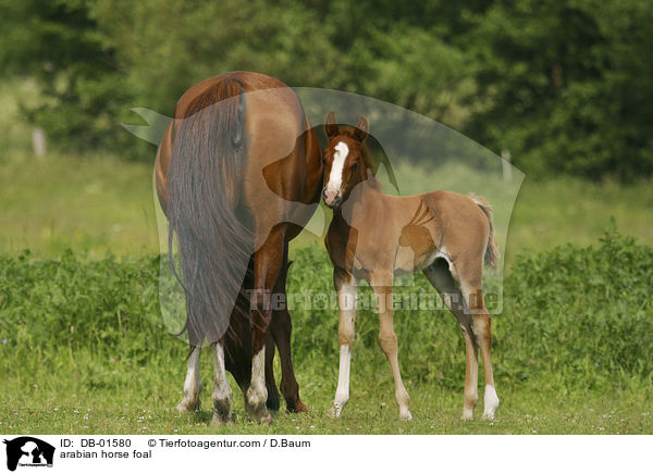 Araber Fohlen / arabian horse foal / DB-01580