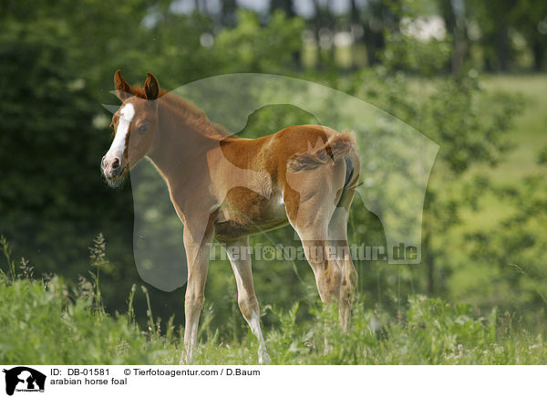 Araber Fohlen / arabian horse foal / DB-01581