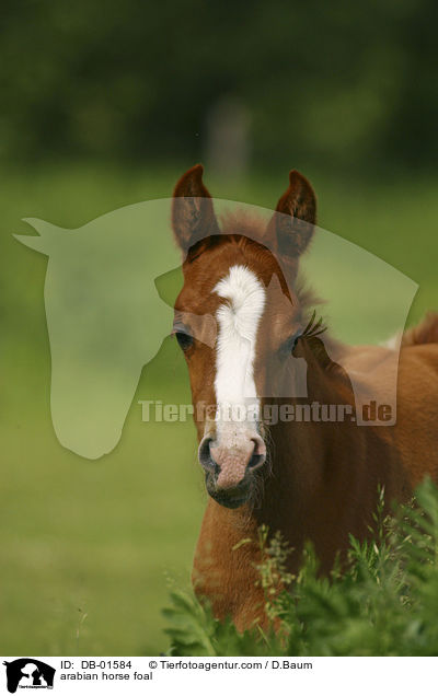 Araber Fohlen / arabian horse foal / DB-01584